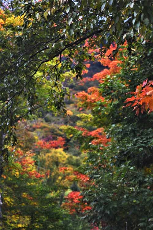 fall foliage